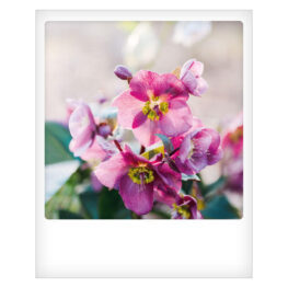 Pickmotion postkort - Blomst
